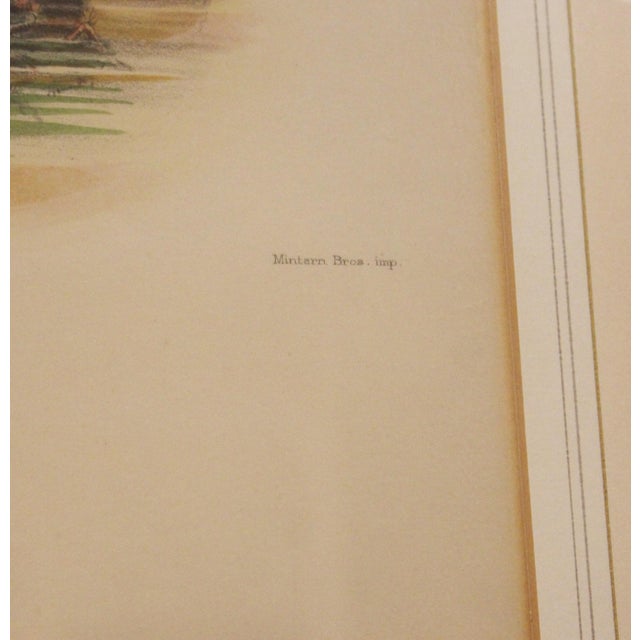 Late 19th Century 1893 English Framed Lithograph of the Pitta Iris by William Matthew Hart For Sale - Image 5 of 7