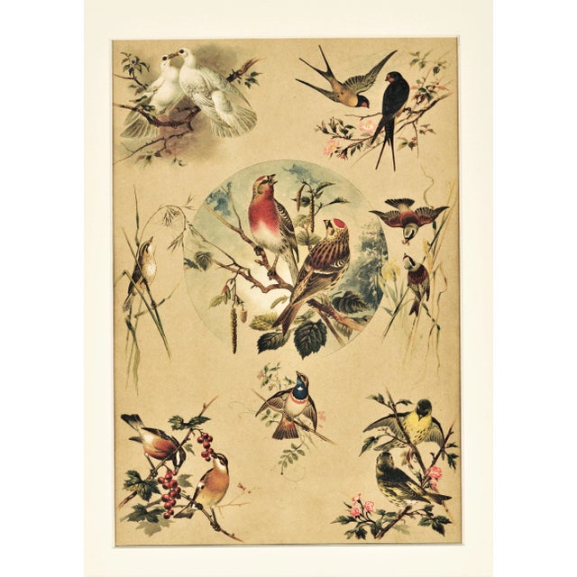 Late 19th Century C1880s French Chromolithograph Design in Nature-Birds,Matted For Sale - Image 5 of 5