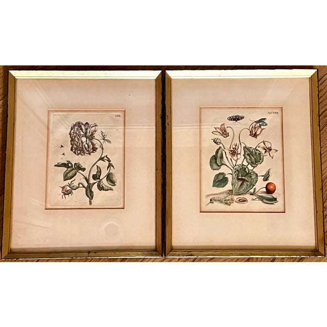 Late 18th Century 18th C. English Botanicals, Pair For Sale - Image 5 of 5
