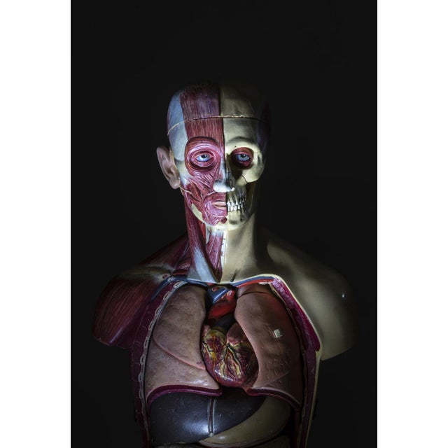 1960s Anatomical Torso Model, East Germany, 1950s For Sale - Image 5 of 9