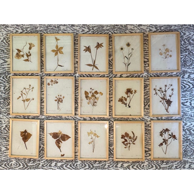 An exceptional collection of fifteen authentic antique herbarium specimens, professionally framed and acquired through...
