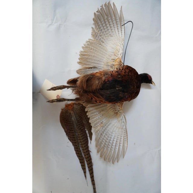 Early 21st Century Taxidermy Flying Pheasant For Sale - Image 5 of 6