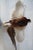 Early 21st Century Taxidermy Flying Pheasant For Sale - Image 5 of 6