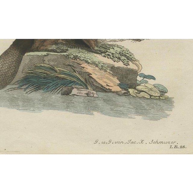 Bertuch, Beaver with Webbed Feet, 1792, Engraving For Sale - Image 6 of 9