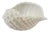 Italian Bassano White Ceramic Conch Shell Bowl – Decorative Planter or Serving Dish For Sale