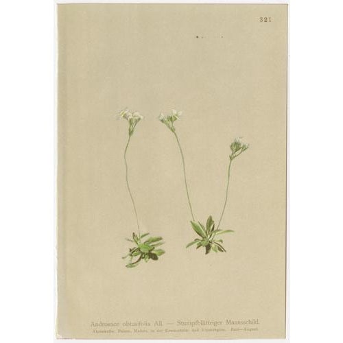 Alpine Flower Prints, 1897, Set of 8 For Sale - Image 4 of 11