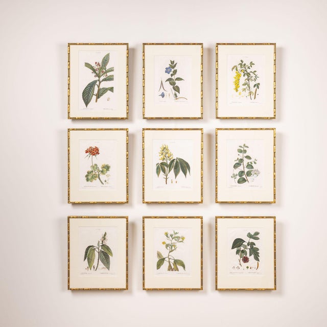 Traditional 19th C. French Framed Copper Plate Botanical Engraving on Laid Paper For Sale - Image 3 of 4