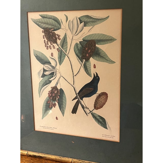 Antique Hand Colored Bird Engravings Framed Mark Catesby Set For Sale - Image 14 of 14