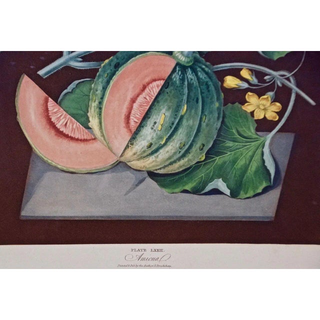 Early 19th Century "Amicua Melon" Hand Finished Color Engraving by George Brookshaw , 1812 For Sale - Image 5 of 7