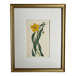 Antique Original Hand Colored Curtis Floral Botanical Etching For Sale
