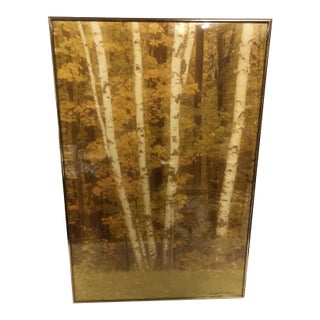 VTG William Plante 30" Nielsen Frame Signed Photograph Birch Tree Forest Scene For Sale