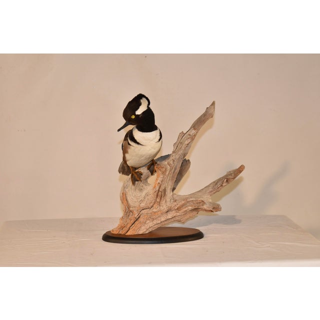 Wood Mounted Hooded Merganser on Driftwood For Sale - Image 7 of 7