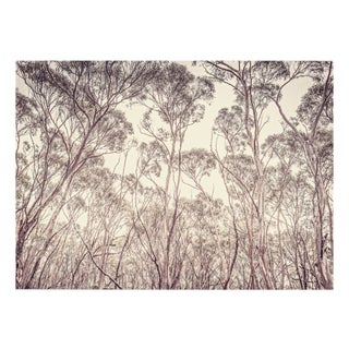 Morgan Silk, Eucalyptus II, Print For Sale