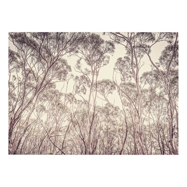 Morgan Silk, Eucalyptus II, Print For Sale