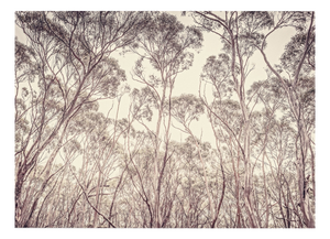 Morgan Silk, Eucalyptus II, Print