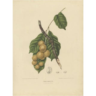Berthe Hoola van Nooten, Lansium Domesticum Langsat Botanical, 1863, Lithograph For Sale