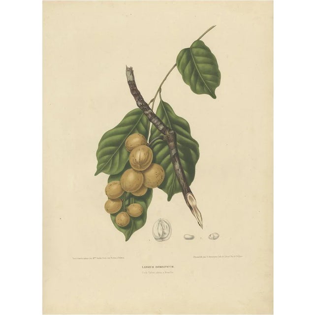 Berthe Hoola van Nooten, Lansium Domesticum Langsat Botanical, 1863, Lithograph For Sale