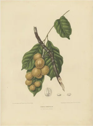 Berthe Hoola van Nooten, Lansium Domesticum Langsat Botanical, 1863, Lithograph