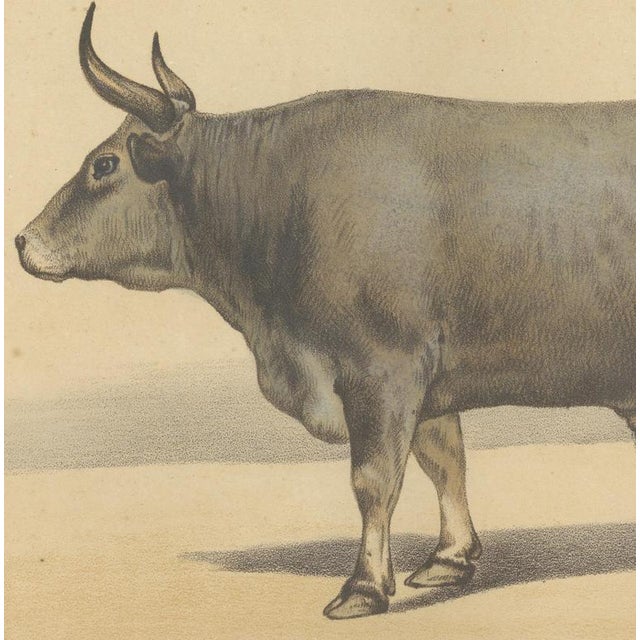 19th Century Olivier De Penne, Algerian Ox, North African Cattle, 1863, Chromolithograph For Sale - Image 5 of 9