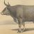 19th Century Olivier De Penne, Algerian Ox, North African Cattle, 1863, Chromolithograph For Sale - Image 5 of 9