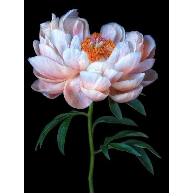 Contemporary signed fine art photographic print “Peony Charm” by Artist Debi Shapiro. Among the first peonies to bloom...