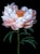 Contemporary signed fine art photographic print “Peony Charm” by Artist Debi Shapiro. Among the first peonies to bloom...