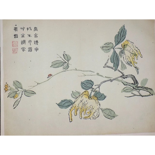 1940s Vintage Signed Chinese Botanical Color Lithographs - Set of 3 For Sale - Image 5 of 9