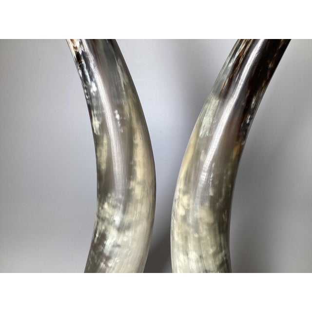 Natural Steer Horns on Lucite Bases - A Pair For Sale In Philadelphia - Image 6 of 8