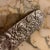 English Silver Plated Ornate Clothing Brush For Sale - Image 3 of 5