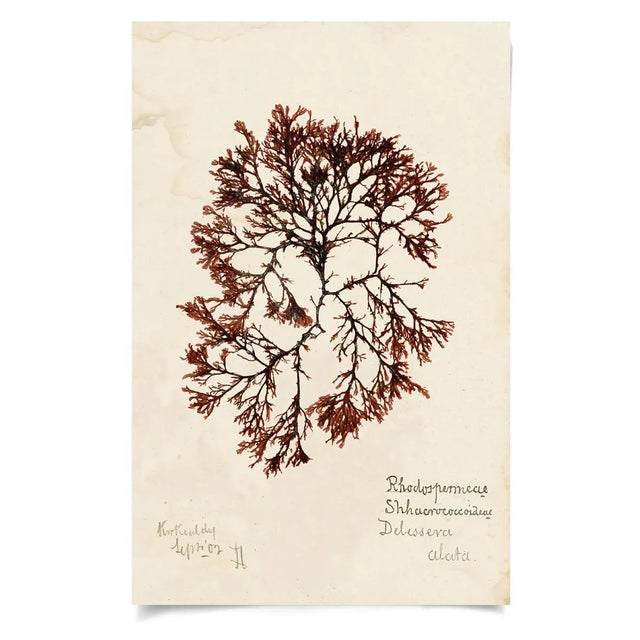 Contemporary Capistrano Seaweed 37, Small, Unframed Artwork For Sale - Image 3 of 3