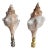 Pair of White Spindle Sea Shell Lamp Finials, Set of 2, Chrome Base For Sale