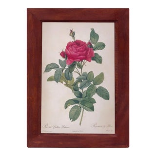 Rosa Gallica Pontiana Bridge Rose Vintage Color Illustration Reproduction Print Behind Glass in Wood Frame For Sale