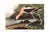 American Avocet, Museum Style Audubon Bird Print, 48" X 32" For Sale