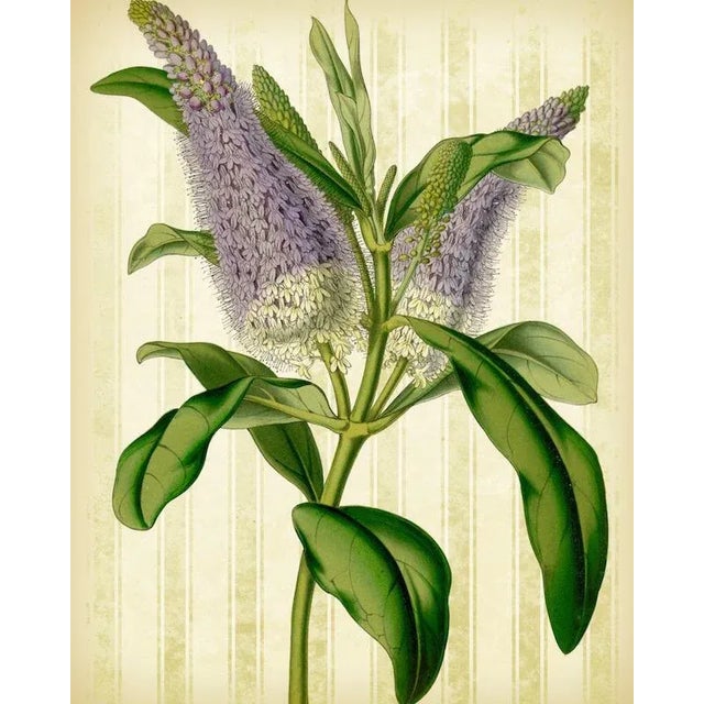 I love to breathe new life into old images. This handmade wall hanging features a reproduction of a wonderful botanical...