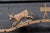 Late 19th Century Butchers Rack Crest by Brecht For Sale - Image 9 of 17