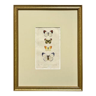 Antique Original French Butterfly Print Hand Color Paris 1835 by Lucas For Sale