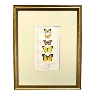 Antique Original French Butterfly Print Hand Color Paris 1835 by Lucas For Sale