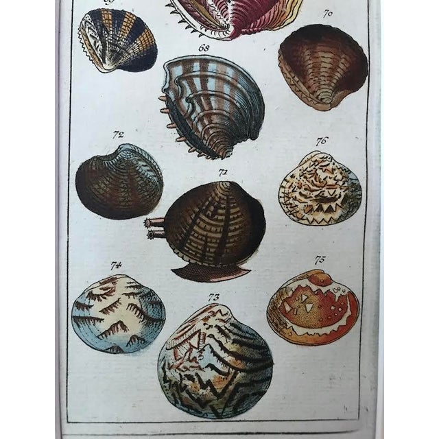 Antique Original Sea Shell Print Hand Colored Engraving by Wilhelm C ...