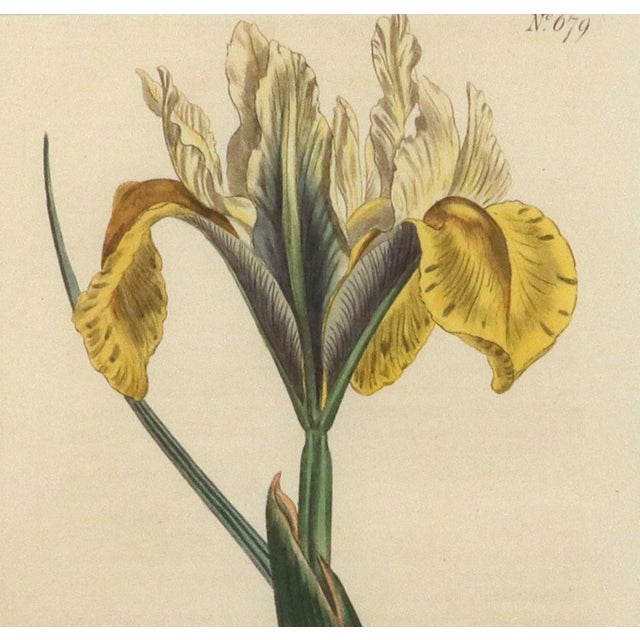Pair of Antique Botanical Iris Engravings, Curtis's Botanical Magazine, Framed, 1803–1804 For Sale In Philadelphia - Image 6 of 10