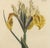 Pair of Antique Botanical Iris Engravings, Curtis's Botanical Magazine, Framed, 1803–1804 For Sale In Philadelphia - Image 6 of 10