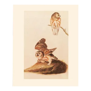 1966 Vintage Farmhouse Style Print "Hunting Saw-Whet Owl" After John James Audubon