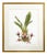 Left “Maxillaria Sanderiana” edition #17/100 The original watercolor was painted in 2000 on a trip to Peru of this...