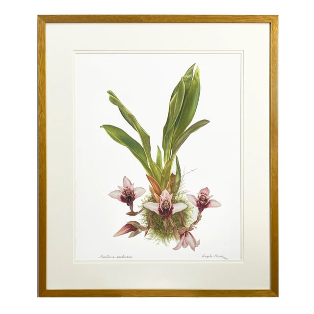 Left “Maxillaria Sanderiana” edition #17/100 The original watercolor was painted in 2000 on a trip to Peru of this...
