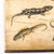 19th Century Czechoslovakian Educational Chart of Amphibians For Sale - Image 11 of 17