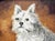 Westie West Highland Terrier Dog Portrait Oil Painting For Sale - Image 9 of 11