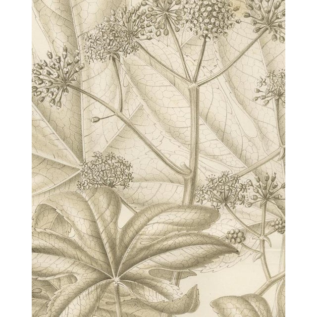 L. Stroobant, Fatsia Japonica, Aralia Japonica Flowering Branch, 1858, Lithograph For Sale - Image 4 of 9