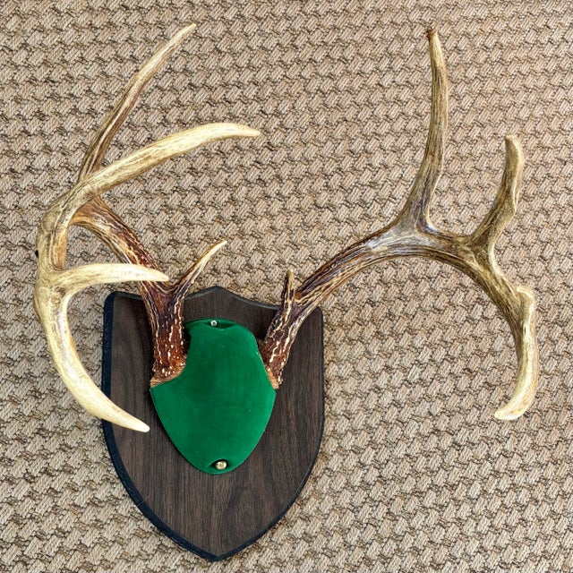 English Late 20th Century Taxidermy White Tail Deer Buck Antlers Horns on Wall-Mounted Plaque For Sale - Image 3 of 6