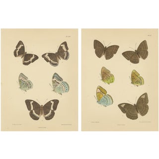 Frederic C. Moore, Victorian Butterfly Lithograph, 1878, Paper, Set of 2 For Sale