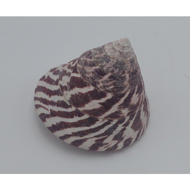 Burgundy Vintage Zebra Top Shell – Trochus Maculatus, Sea of Cortez C. 1970s For Sale - Image 8 of 10