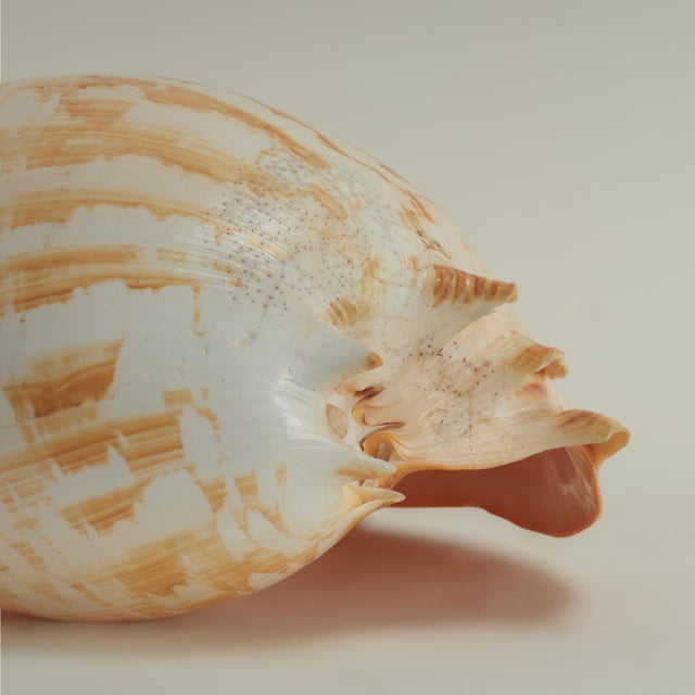 Large Melo Amphora Sea Shell For Sale - Image 9 of 10